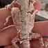 Baby Bearded Dragon Shedding