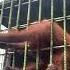 Orangutan Grabs Zoo Visitor Who Jumped Guardrail USA TODAY Shorts