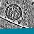 Electron Micrographs Of The Spike Protein Of Sars CoV 2