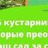 5 кустарников которые преобразят ваш сад за короткое время