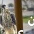 Houbara Bustards Hunt Where Do Royal Guests Live In Pasni S Abu Dhabi BBC URDU