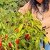 PANEN SEMUA PAPRIKA MERAH ORANGE DI KEBUNKU