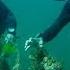 Volunteer Divers Clean Up Fishing Nets In Türkiye S Marmara Sea