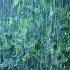 Listen Sleep Immediately With Heavy Downpour Rain Massive Thunder Sounds In Rainforest At Night