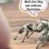 Wenn Spinnen Sprechen Könnten Spinne Springspinne Phidippusregius Süßespinne Haustier Lustig