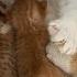 How To Care For A Mama Cat Kittens 3 Top Tips