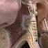 Anatomy 4 Mouth Nose Pharynx Swallowing