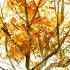 Eng Sub 5min Easy Watercolor Deciduous Tree Autumn Leaves