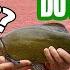 Tench A Lot Of Weed And Slider Float Fishing With Shakey S New Rod