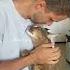 Caracal Cat Ariel Meows For Kisses Ariel Caracat