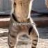 Dancing Cat Funny Dance Shorts Tutu Cute Cat Dance