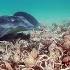 Army Of Crabs Protect Spy Robot From Stingray Spy In The Ocean BBC Earth